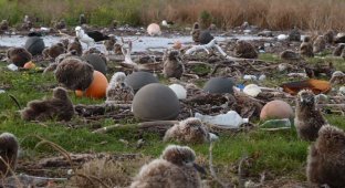 Душераздирающие снимки мертвых морских птиц с желудками, набитыми океанским пластиком (6 фото)