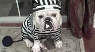 Тюремная собака