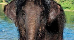 Феномен волохатих слонять: невже спадщина мамонтів ще жива? (5 фото)