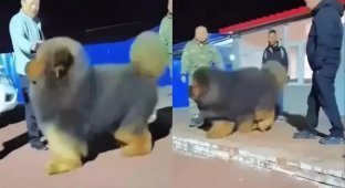 Тибетський мастиф - найдорожчий собака на землі (2 фото + 1 відео)