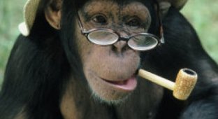 Курящие обезьяны (25 фото)