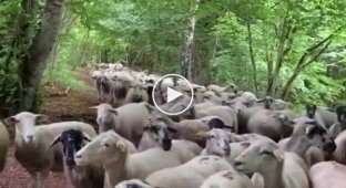 Овцы приняли бегунью за своего предводителя