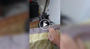 В голове у кошки кавардак немножко