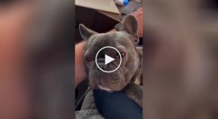 Funny reaction of a dog hearing the word chicken