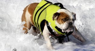 Соревнование по серфингу среди собак (10 фото)