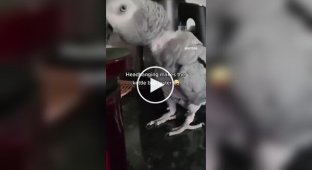 Parrot pretends to be sick