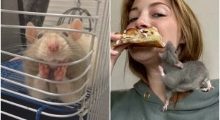 30 фото с домашними крысами, которые доказывают, что они - милейшие питомцы (31 фото)