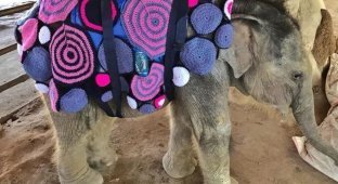Яркие теплые одеяла согрели замерзающих слонят (5 фото)
