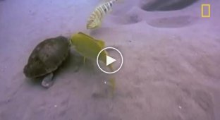 Рыбы против черепахи