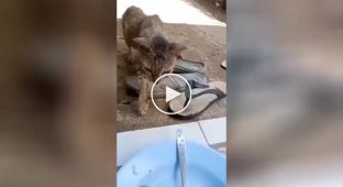 Kitten stole owner's shoes