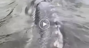 Great water sturgeon