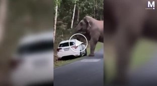 В Таиланде голодный слон разрушил машину ради фруктов