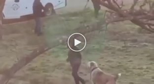 Стая собак во главе с алабаем напала на нескольких жителей Башкирии