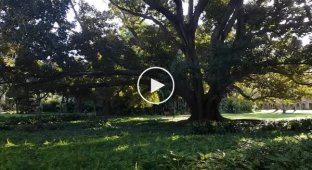 Впечатляющее обрушение части 86-летнего дерева в Австралии