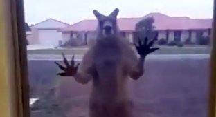Британская семья попала в плен к кенгуру! (4 фото + 1 видео)