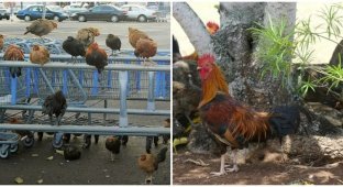 Incredibly smart roosters have captured the Hawaiian island (5 photos)