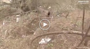 У Нью-Джерсі поліцейські врятували ведмежа, яке сиділо в самотності на дорозі