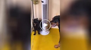 Like a cat and a dog: a video was filmed justifying this phrase in real life