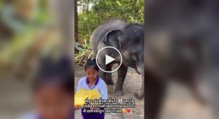 Маленька співачка і великий друг: слон дякує дівчинці за смакоті і пісню