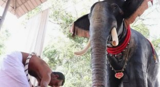 В Індії замінили храмового слона на механічного (5 фото)