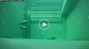 Как тюлени спят под водой