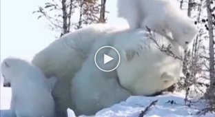 Polar bears and the difficulties of motherhood