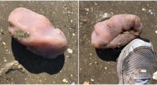 На пляже США прохожие обнаружили живое существо, похожее на мозг (3 фото)
