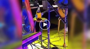A street musician put on an unusual performance with a talking parrot