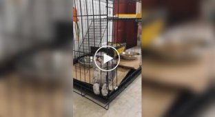 Funny attempts of a kitten to get out of a cage