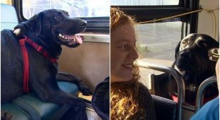 Independent dog rides a bus to the park (10 photos + 1 video)