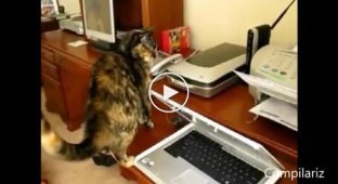 Подборка котов против принтеров