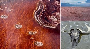 All living things turn to stone in an ominous Tanzanian lake (6 photos)