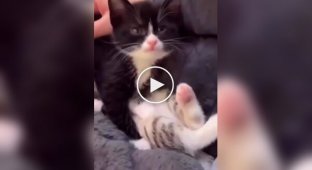 Котенок с маленькой батарейкой