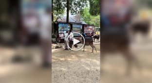 Как не стоит вести себя с оленями в японской Нара