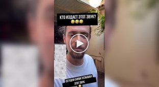 Мужчина нашел источник странного звука