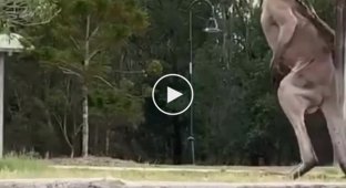 A huge kangaroo and a small dog staged fights without rules