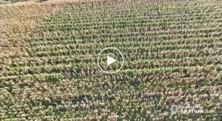 In Odessa, a man grew an entire hemp plantation in someone else’s cornfield