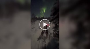 Нічна поїздка в собачій упряжці