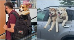 30 heartfelt photos of dogs spotted in different places (31 photos)