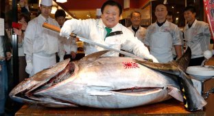 Самый дорогой тунец 2014 года (5 фото)