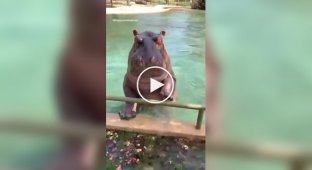 A hippopotamus made a funny dive into the water