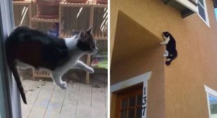 Притяженья больше нет: 30 котиков, которые плевать хотели на законы физики (32 фото)