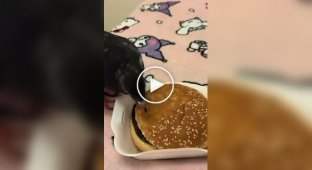 Пернатый помогает очистить булку бургера от кунжута