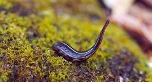 Leeches: what are they like in different parts of the world? (7 photos)