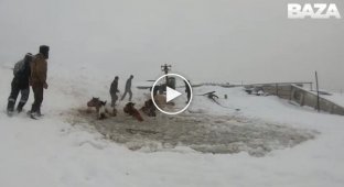 В Башкирии сельчане спасли табун лошадей, который провалился под лед