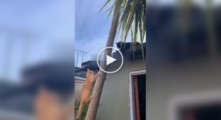 Мстительный слепой кот