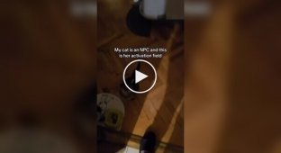 Home. A cat acts like it's an NPC in a game.