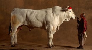 A breed of cows that is impressive for its size (6 photos)