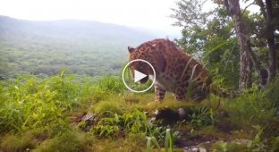 Леопард оглядел свои охотничьи владения