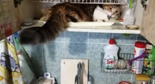 Furry Compilation: Funny Cats Who Rest in Unexpected Places (18 pics)